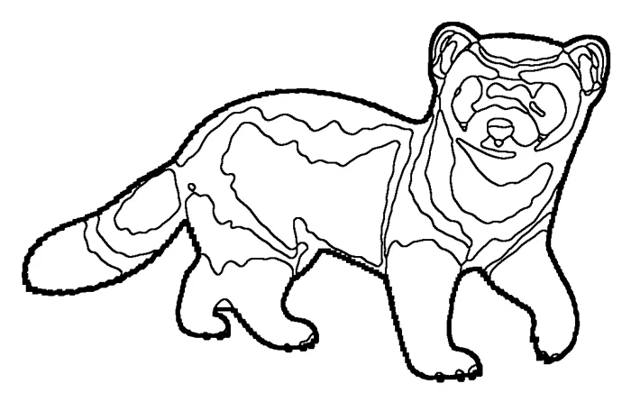Coloriage : Furet à pieds noirs