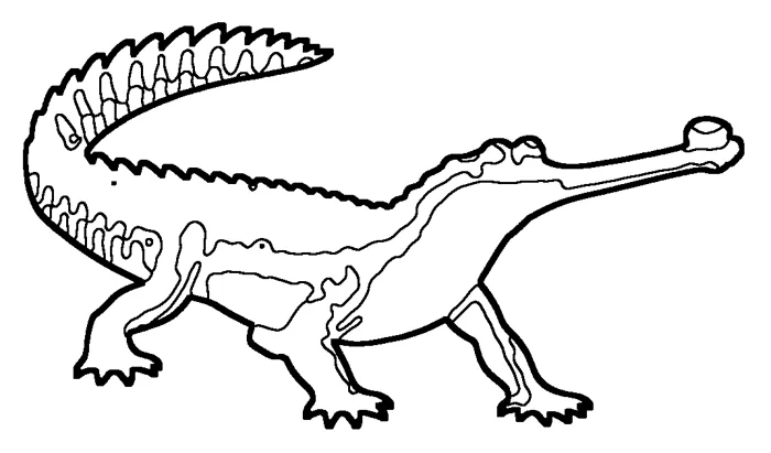 Coloriage : Gavial du Gange
