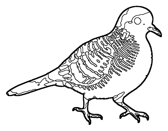 Coloriage : Géopélie zébrée
