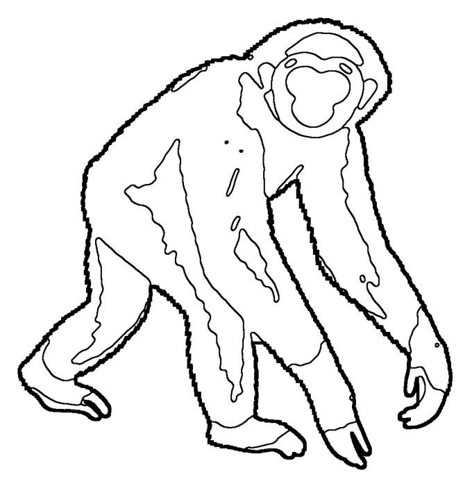 Coloriage : Gibbon à mains blanches