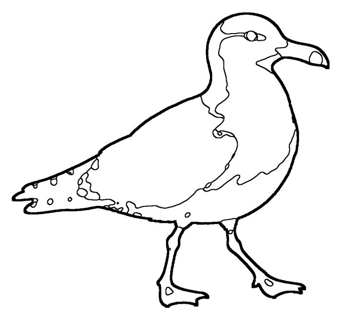 Coloriage : Goéland d’Audouin