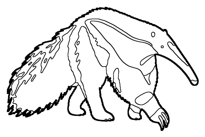 Coloriage de le grand fourmilier