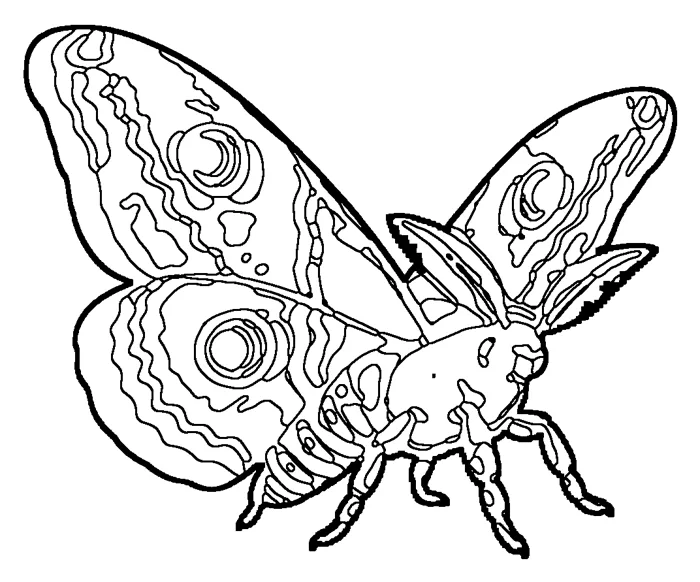 Coloriage : Grand Paon de nuit