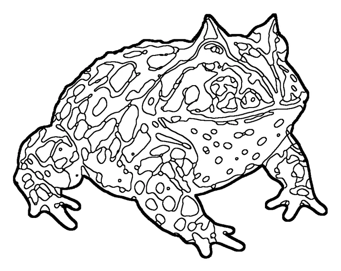 Coloriage : Grenouille cornue d'Argentine