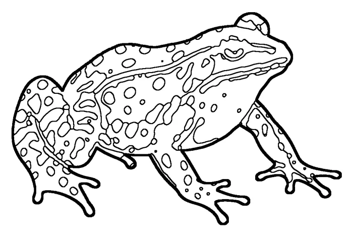 Coloriage : Grenouille de Lessona