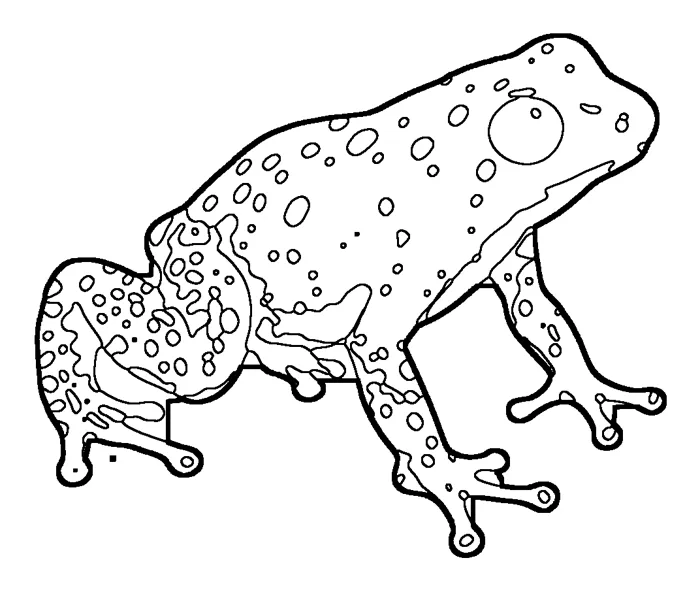 Coloriage : Grenouille fraise
