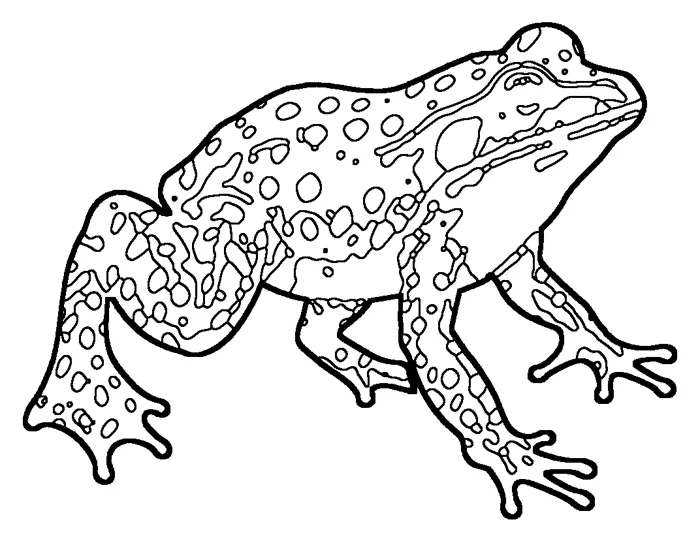 Coloriage : Grenouille maculée de l’Oregon