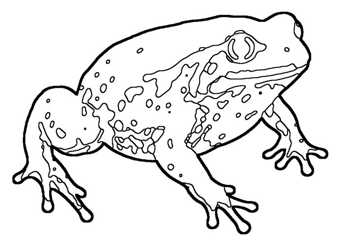 Coloriage : Grenouille tomate