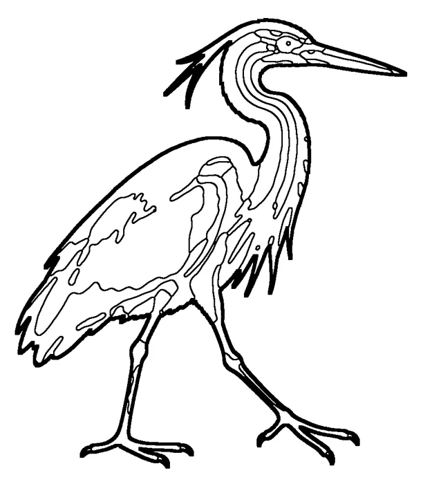 Coloriage : Héron pourpré