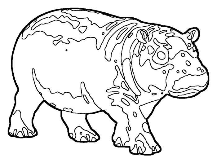 Coloriage : Hippopotame nain