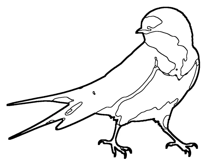 Coloriage de l'hirondelle rustique
