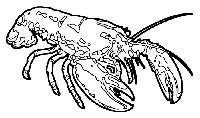 Coloriage : Homard européen