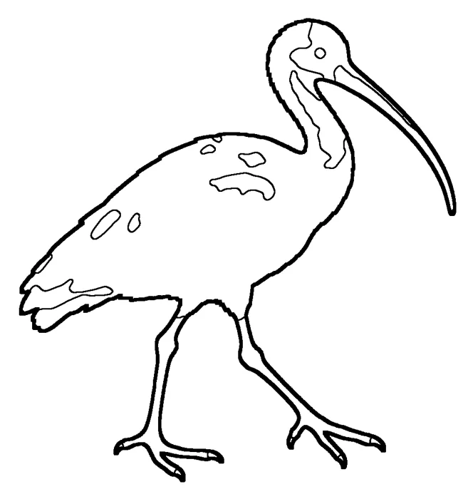 Coloriage de l'ibis rouge