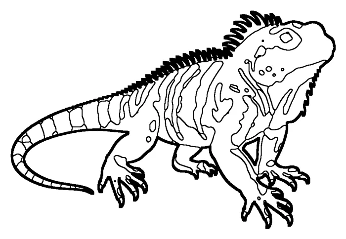 Coloriage de l'iguane des Petites Antilles