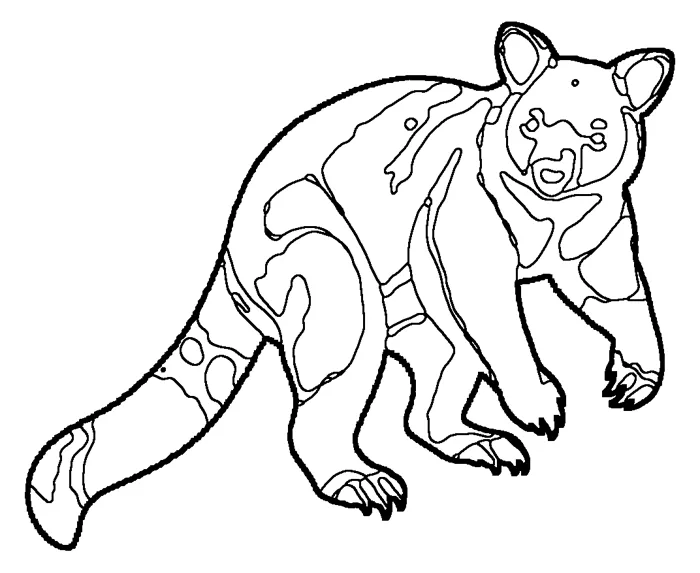 Coloriage : Kangourou arboricole de Lumholtz