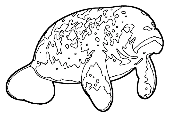 Coloriage : Lamantin