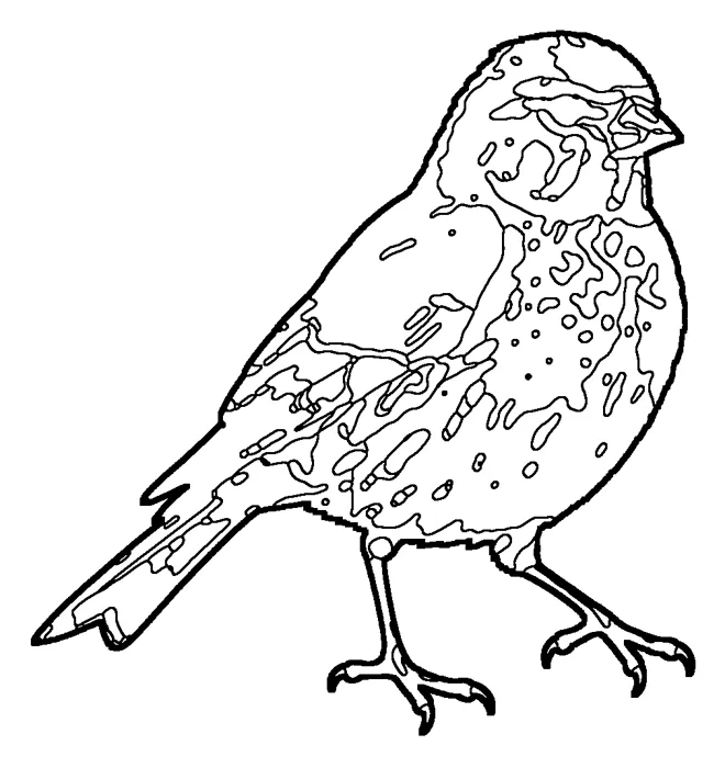 Coloriage de la linotte mélodieuse