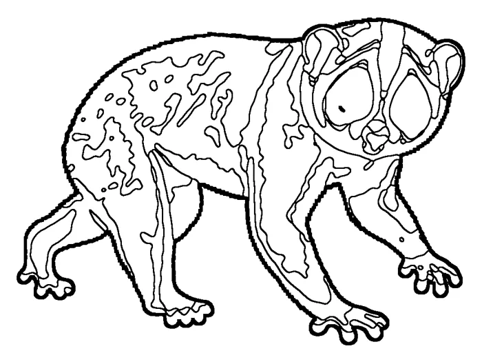 Coloriage : Loris grêle