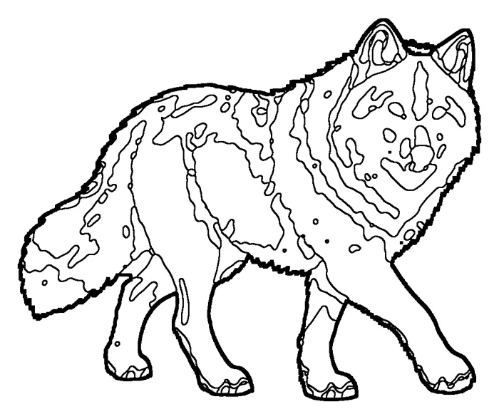 Coloriage de le loup arctique