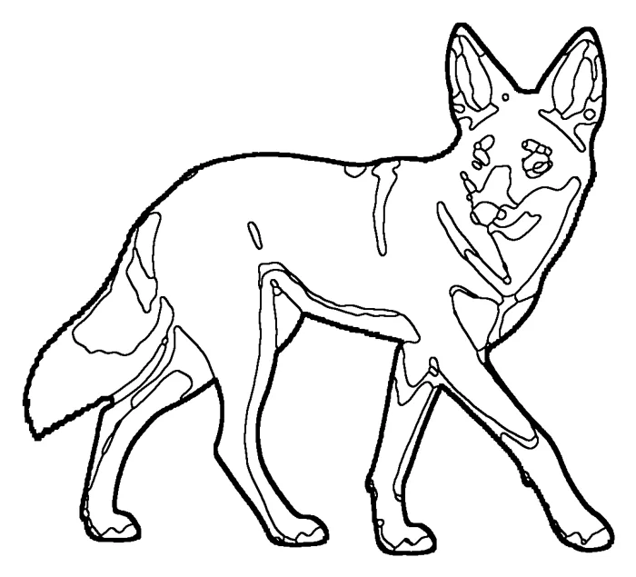 Coloriage : Loup d’Abyssinie