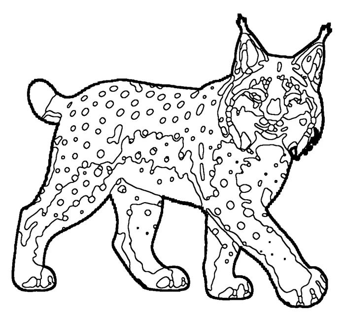 Coloriage de le lynx boréal
