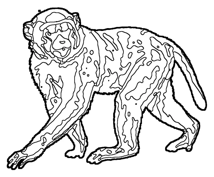 Coloriage de le macaque rhésus