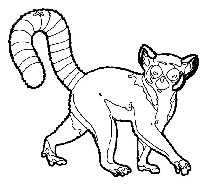 Coloriage de le maki catta