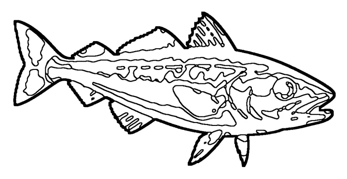 Coloriage : Merlu européen