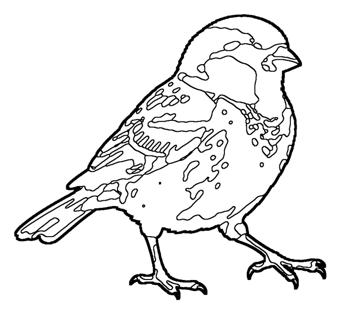 Coloriage de le moineau domestique