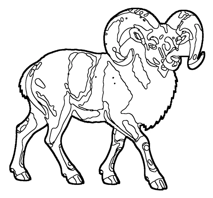 Coloriage : Mouflon des montagnes