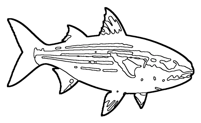 Coloriage de le mulet cabot