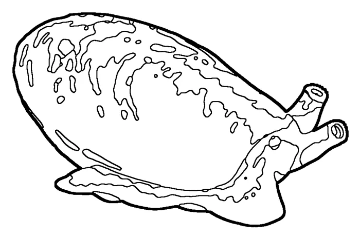 Coloriage de la mulette perlière