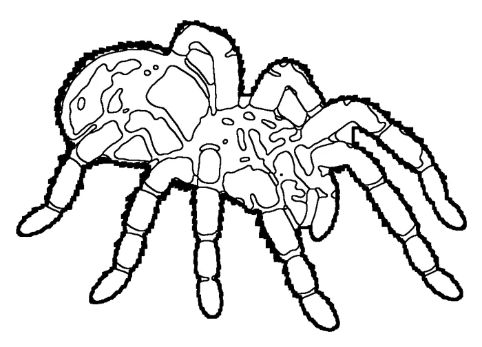 Coloriage : Mygale de Martinique