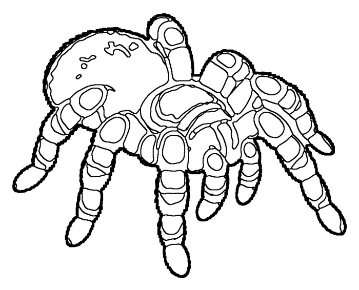 Coloriage : Mygale mexicaine
