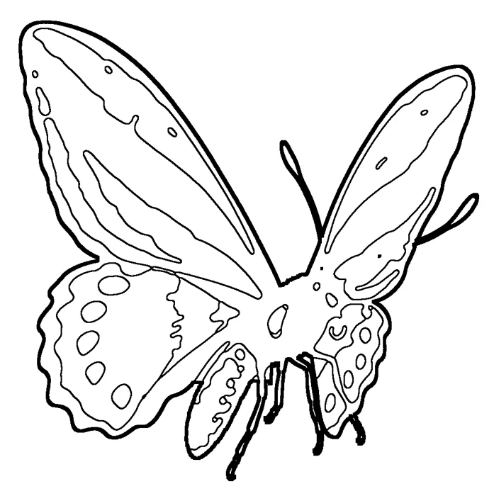 Coloriage : Ornithoptère de la reine Alexandra