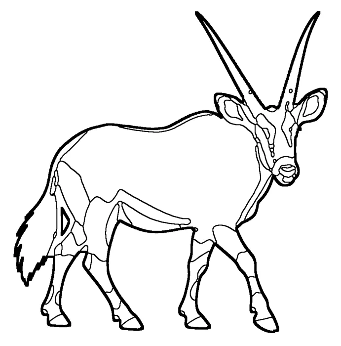 Coloriage : Oryx gemsbok