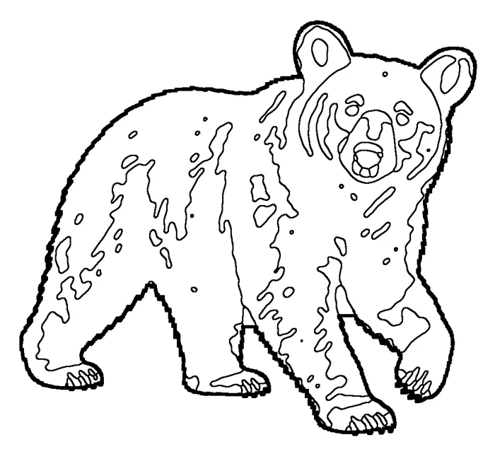 Coloriage : Ours noir d’Amérique