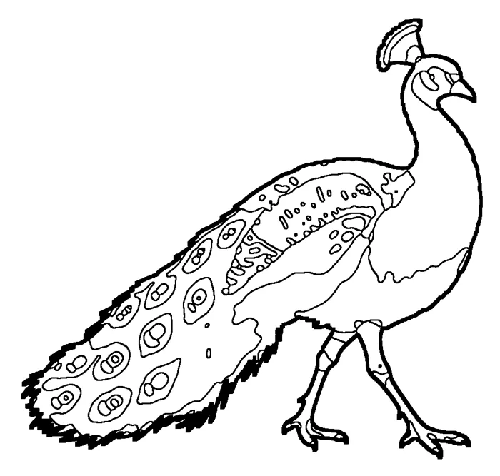 Coloriage de le paon bleu