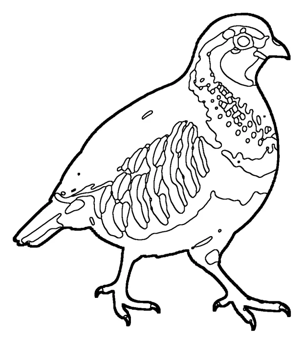 Coloriage de la perdrix rouge