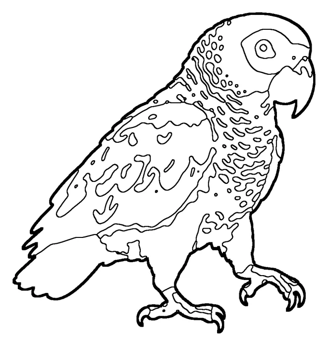 Coloriage de le perroquet gris
