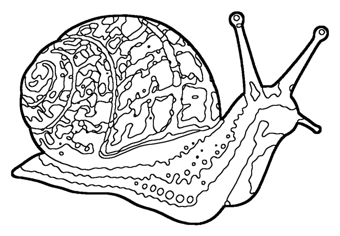 Coloriage : Petit-gris