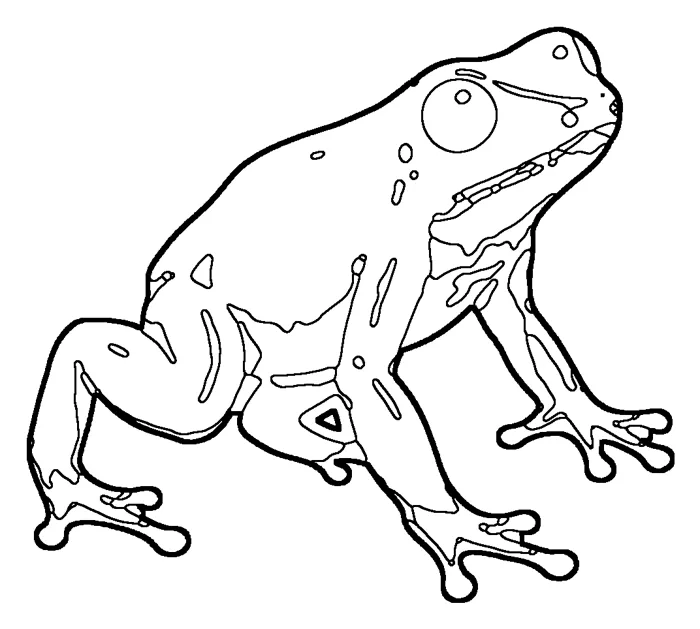 Coloriage : Phyllobate terrible