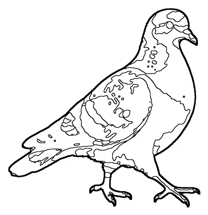 Coloriage : Pigeon colombin