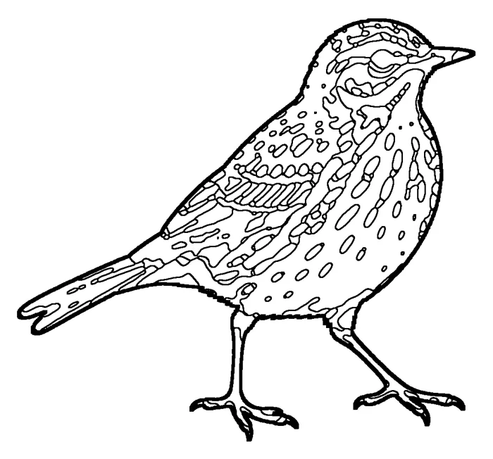 Coloriage de le pipit farlouse