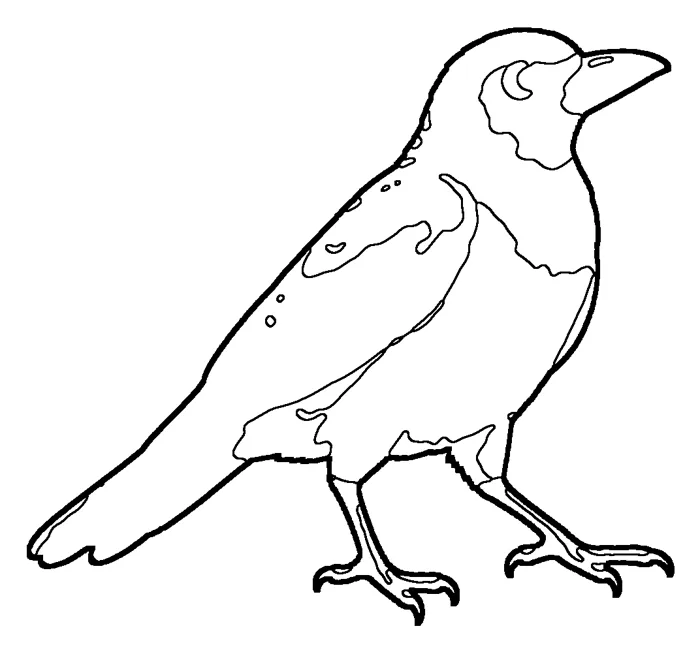 Coloriage : Piquebœuf à bec rouge