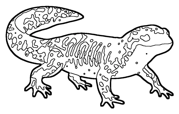 Coloriage : Pleurodèle de Waltl