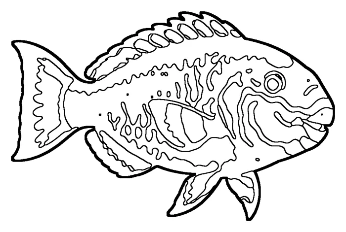 Coloriage de le poisson-perroquet à bosse