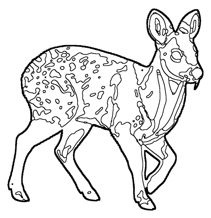 Coloriage : Porte-musc de Sibérie