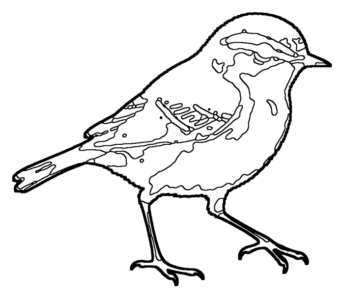 Coloriage : Pouillot de Bonelli