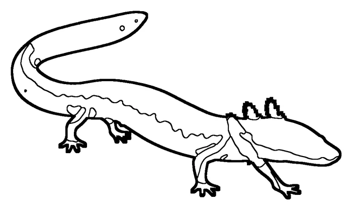 Coloriage : Protée anguillard